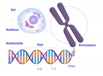 Pengertian Gen, Sifat, Fungsi dan Struktur Gen